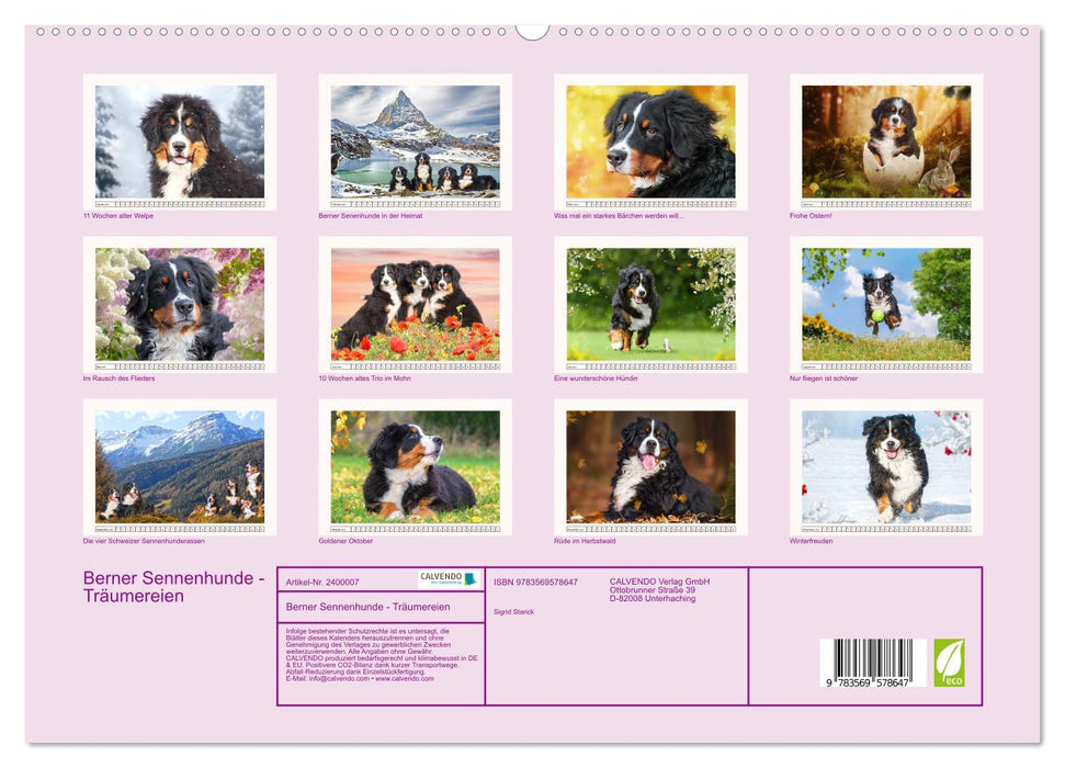 Berner Sennenhunde - Träumereien (CALVENDO Premium Wandkalender 2027)