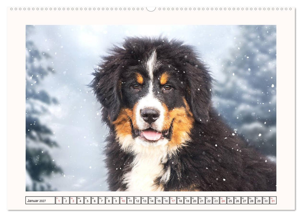 Berner Sennenhunde - Träumereien (CALVENDO Premium Wandkalender 2027)