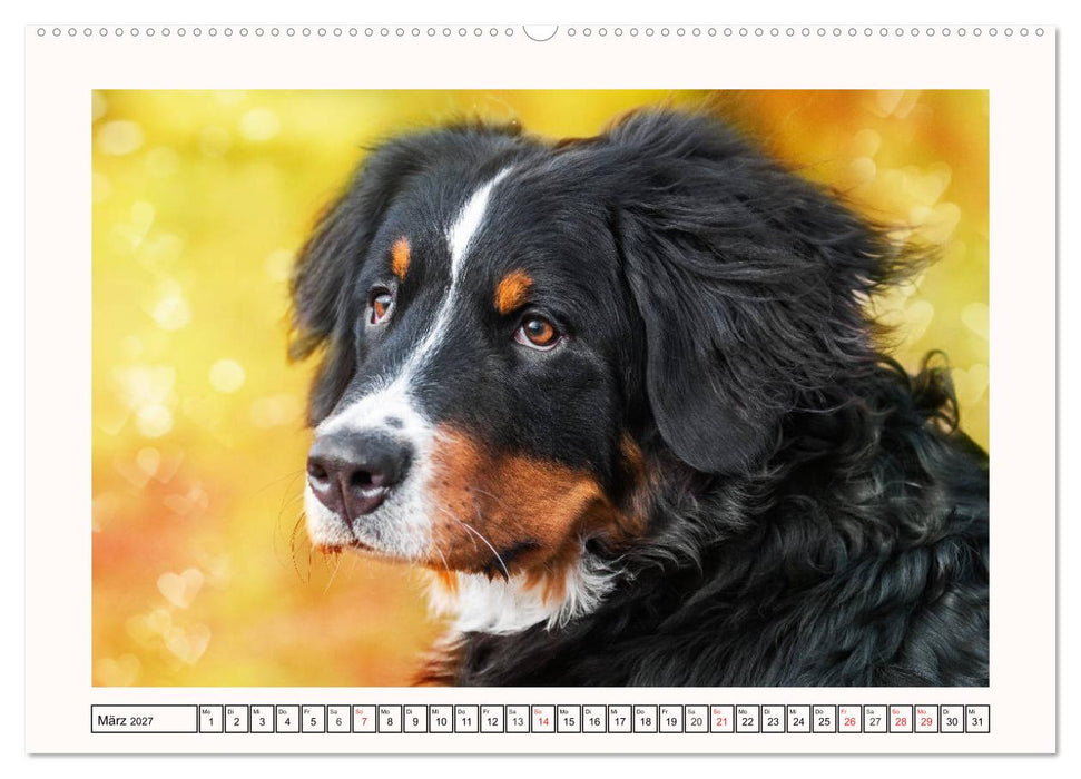 Berner Sennenhunde - Träumereien (CALVENDO Premium Wandkalender 2027)