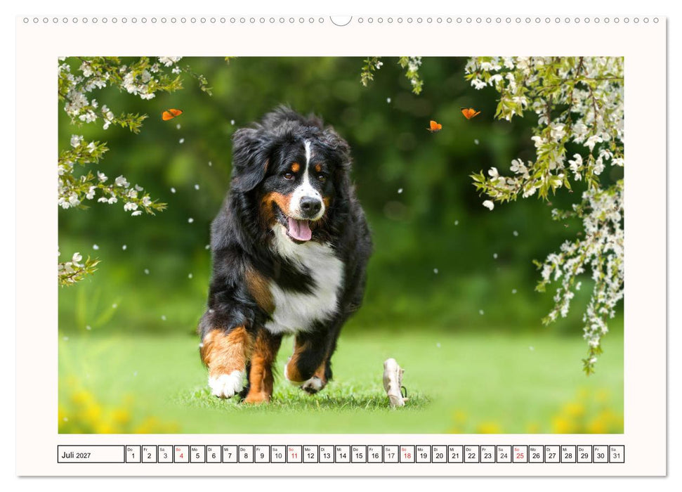 Berner Sennenhunde - Träumereien (CALVENDO Premium Wandkalender 2027)
