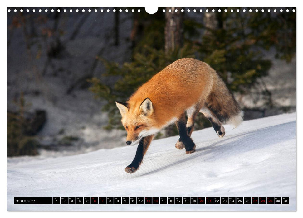 LE PETIT ROUQUIN (CALVENDO Calendrier mensuel 2027)