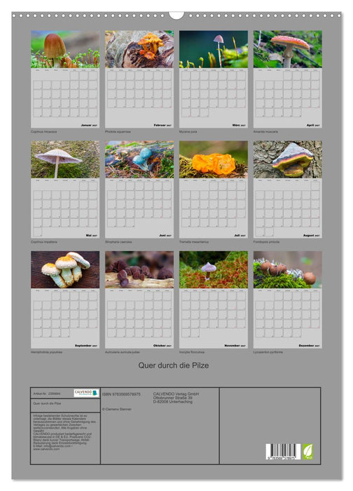 Quer durch die Pilze (CALVENDO Wandkalender 2027)