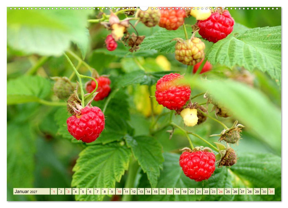 Essbare Wildfrüchte. Aromatische Köstlichkeiten aus der Natur (CALVENDO Premium Wandkalender 2027)