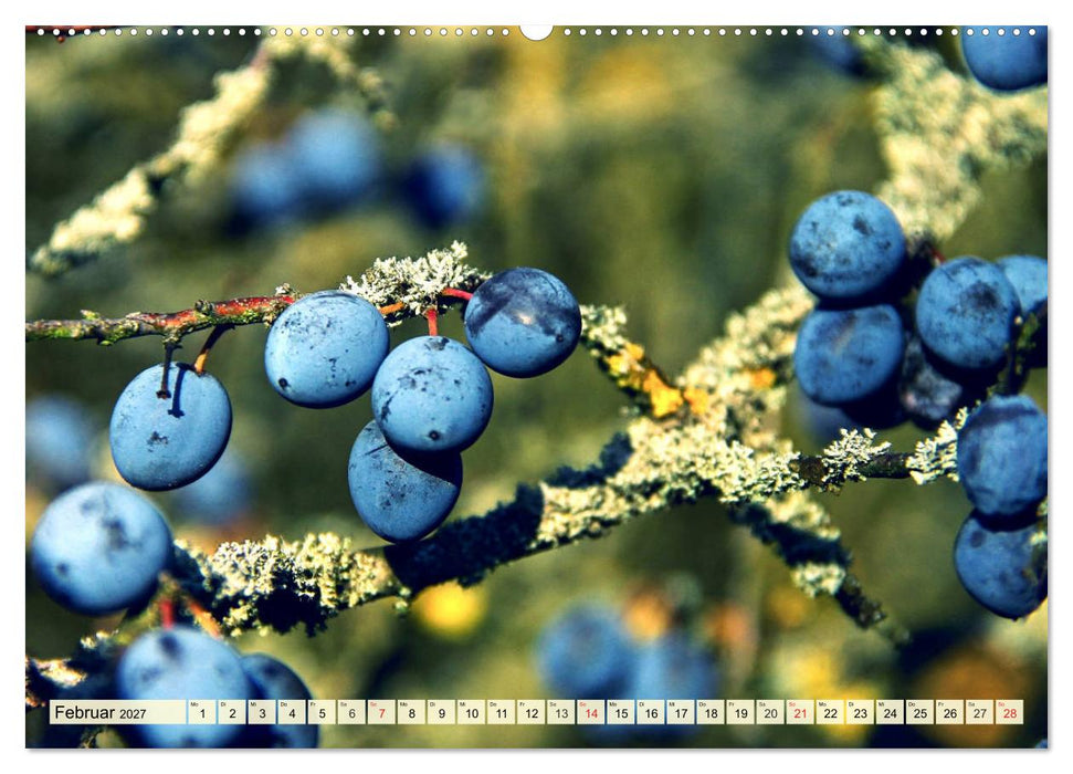 Essbare Wildfrüchte. Aromatische Köstlichkeiten aus der Natur (CALVENDO Premium Wandkalender 2027)