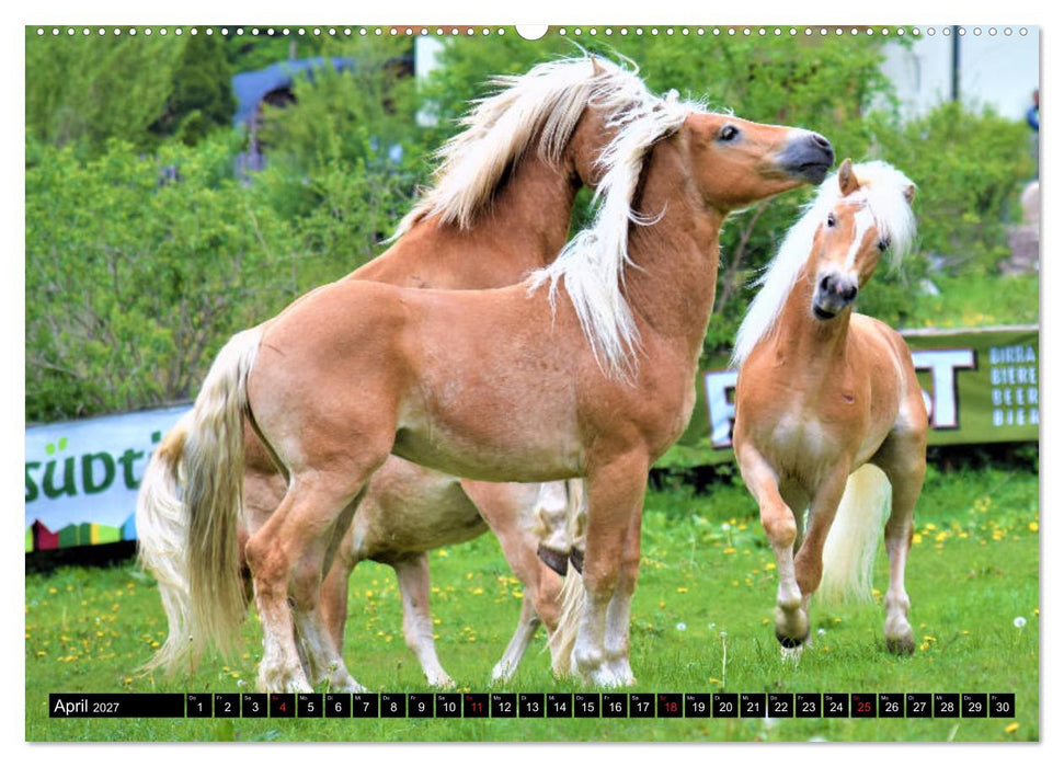 Pferde im Passeiertal (CALVENDO Premium Wandkalender 2027)