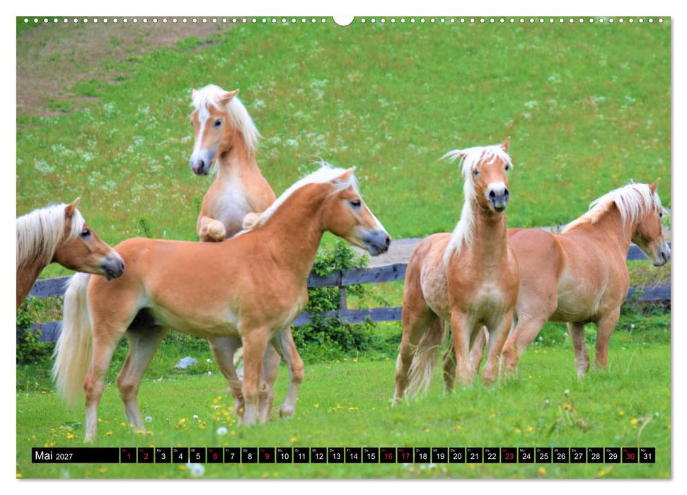 Pferde im Passeiertal (CALVENDO Wandkalender 2027)
