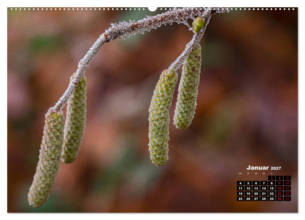 Bäume im Detail (CALVENDO Premium Wandkalender 2027)