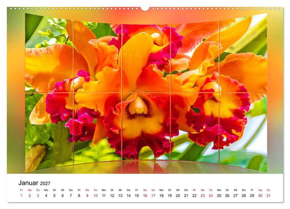 Orchideen Bildergalerie (CALVENDO Wandkalender 2027)