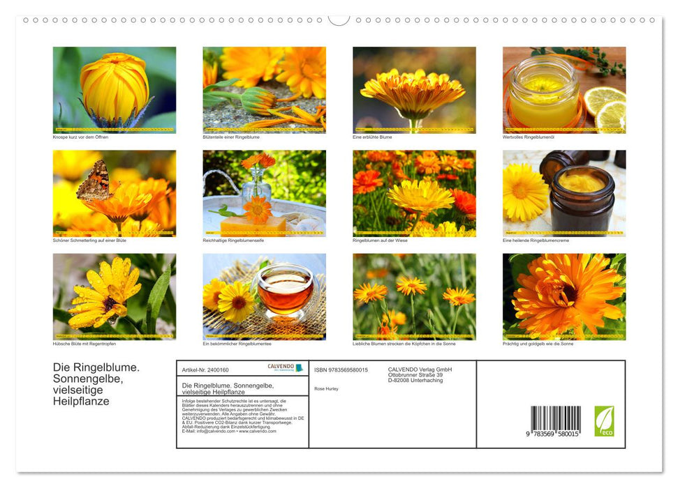 Die Ringelblume. Sonnengelbe, vielseitige Heilpflanze (CALVENDO Premium Wandkalender 2027)