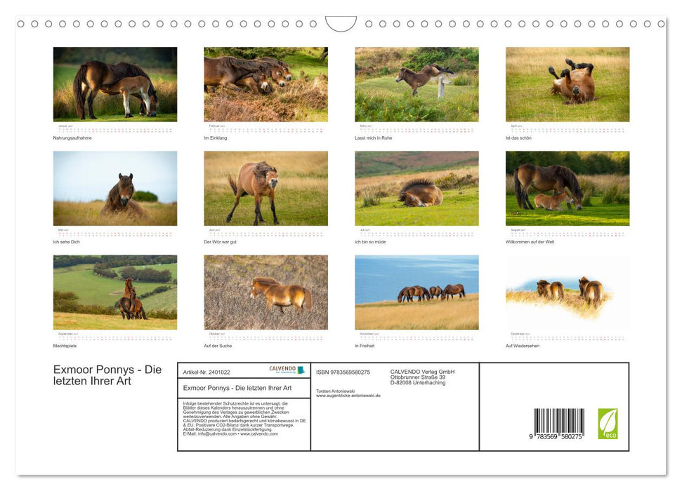 Exmoor Ponnys - Die letzten Ihrer Art (CALVENDO Wandkalender 2027)