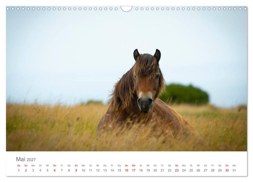 Exmoor Ponnys - Die letzten Ihrer Art (CALVENDO Wandkalender 2027)