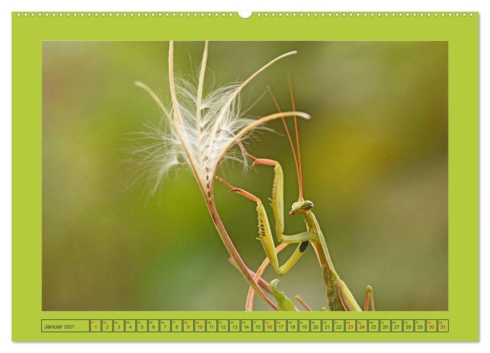 Die Gottesanbeterin Mantis Religiosa (CALVENDO Premium Wandkalender 2027)