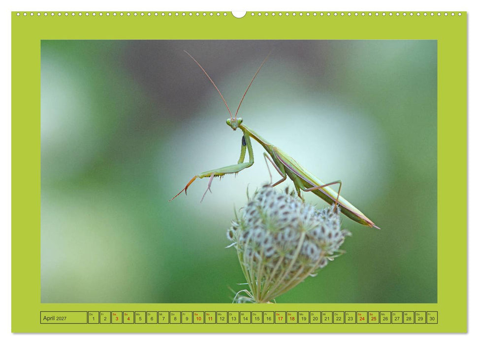 Die Gottesanbeterin Mantis Religiosa (CALVENDO Premium Wandkalender 2027)