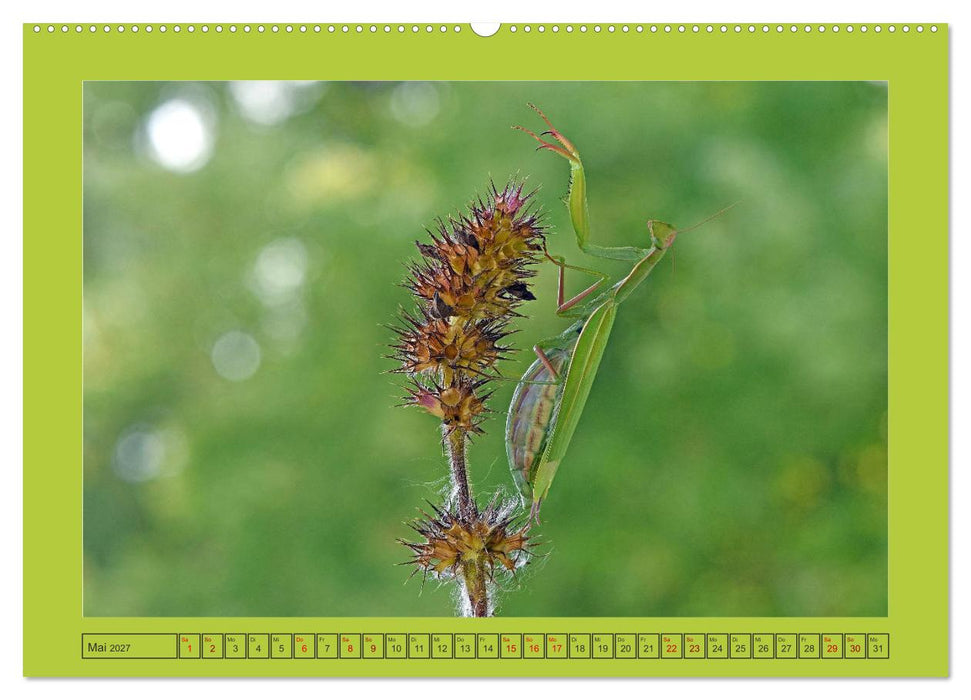 Die Gottesanbeterin Mantis Religiosa (CALVENDO Premium Wandkalender 2027)