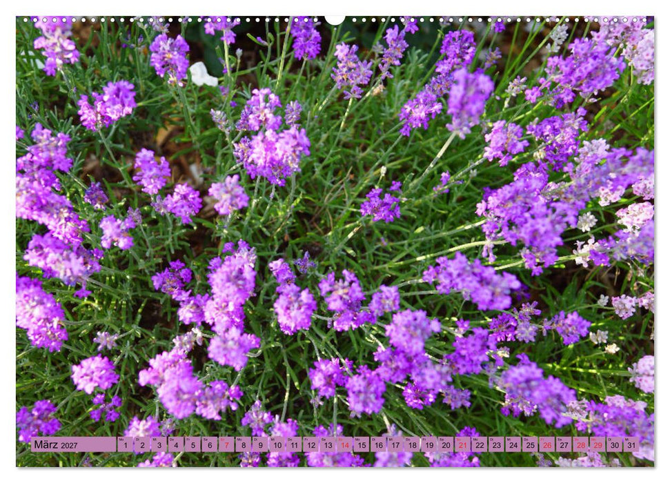 Farbzauber Lavendel (CALVENDO Premium Wandkalender 2027)