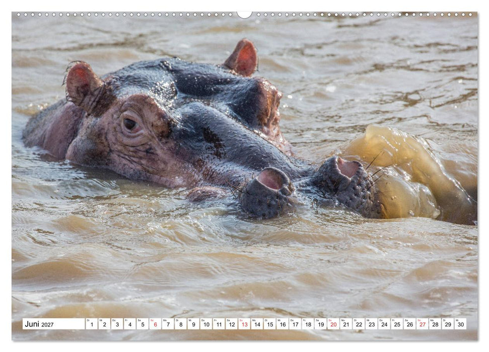 Wunderwelt der Tiere - Südafrika (CALVENDO Premium Wandkalender 2027)