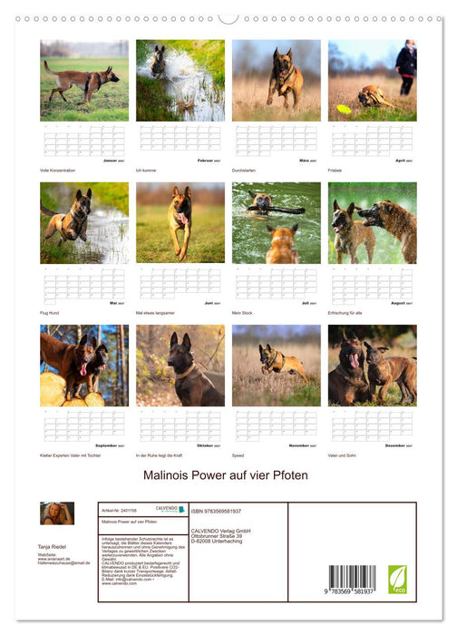Malinois Power auf vier Pfoten (CALVENDO Premium Wandkalender 2027)