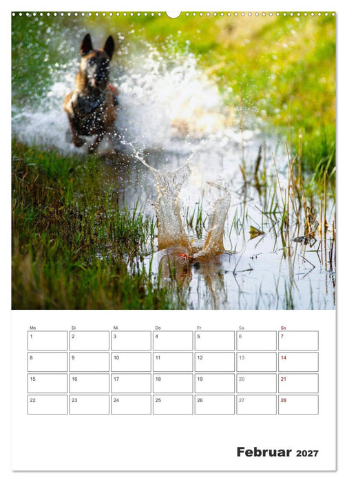 Malinois Power auf vier Pfoten (CALVENDO Premium Wandkalender 2027)