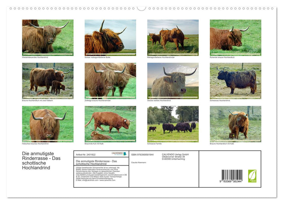Die anmutigste Rinderrasse - Das schottische Hochlandrind (CALVENDO Premium Wandkalender 2027)
