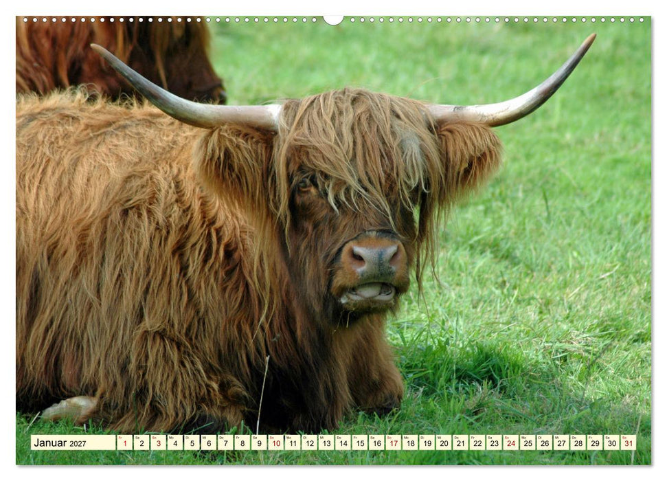 Die anmutigste Rinderrasse - Das schottische Hochlandrind (CALVENDO Premium Wandkalender 2027)