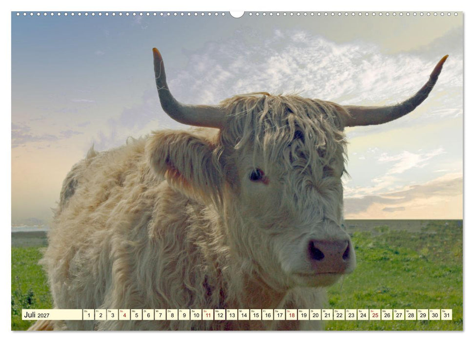 Die anmutigste Rinderrasse - Das schottische Hochlandrind (CALVENDO Premium Wandkalender 2027)