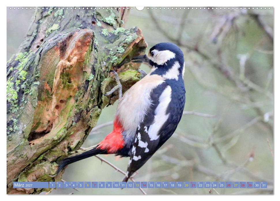 Gefiederte Gesellen - Vögel aus Wald und Garten (CALVENDO Premium Wandkalender 2027)