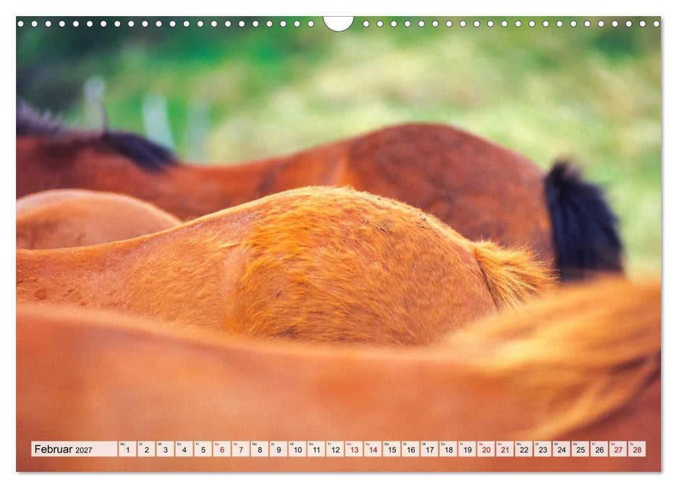 Popo-Kalender (CALVENDO Wandkalender 2027)