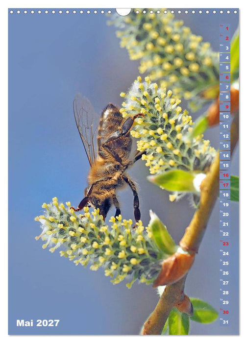 Blossom Love, von Bienen und Hummeln (CALVENDO Wandkalender 2027)