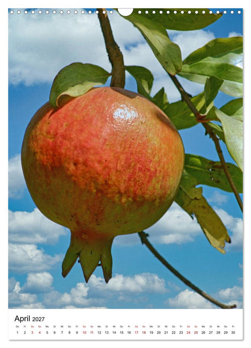 Früchte Israels (CALVENDO Wandkalender 2027)