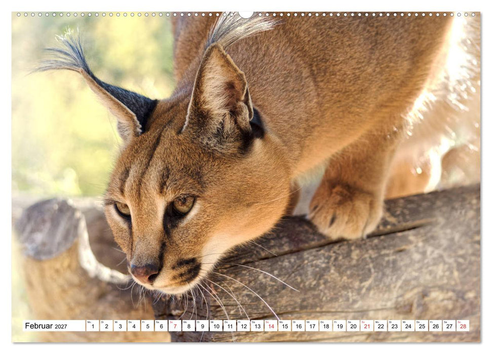 Namibia & Botswana (CALVENDO Premium Wandkalender 2027)