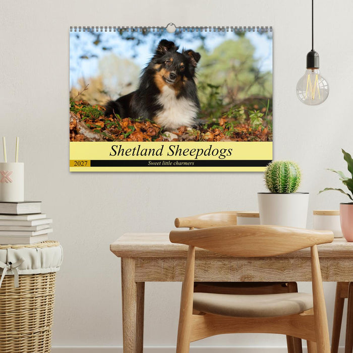 Shetland Sheepdogs - Sweet little charmers (CALVENDO Monthly Calendar 2027)