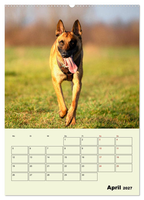 Malinois verlässliche Begleiter (CALVENDO Wandkalender 2027)