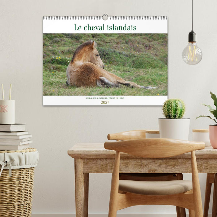 Le cheval islandais dans son environnement naturel (CALVENDO Calendrier mensuel 2027)