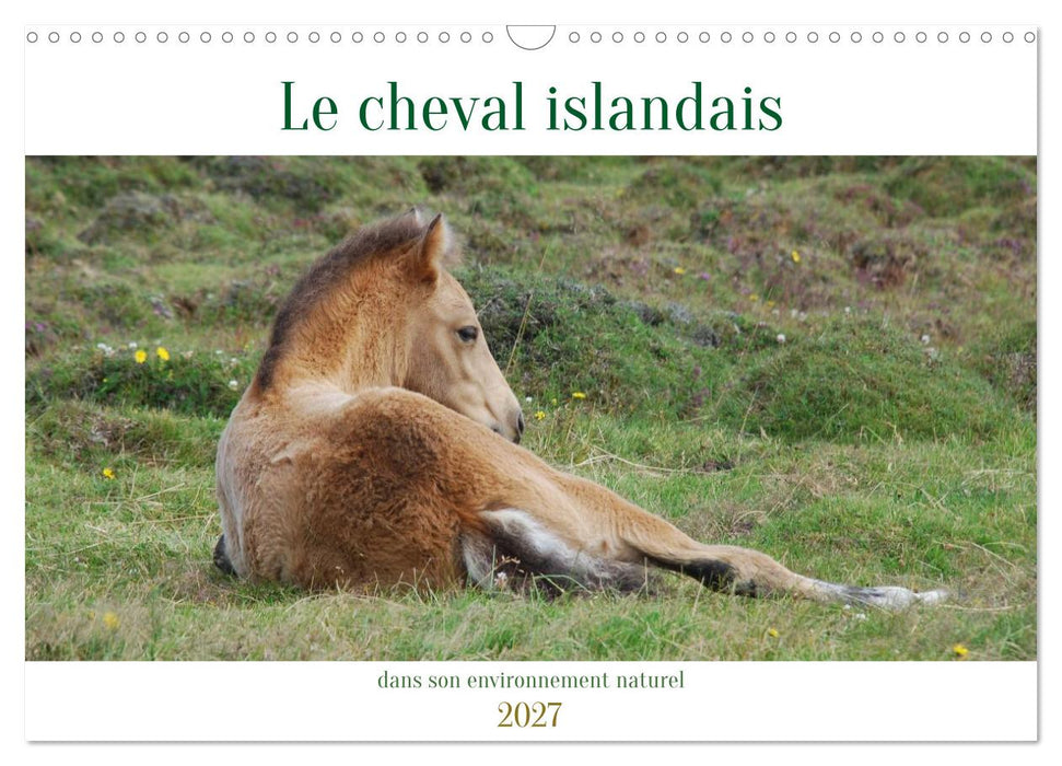 Le cheval islandais dans son environnement naturel (CALVENDO Calendrier mensuel 2027)