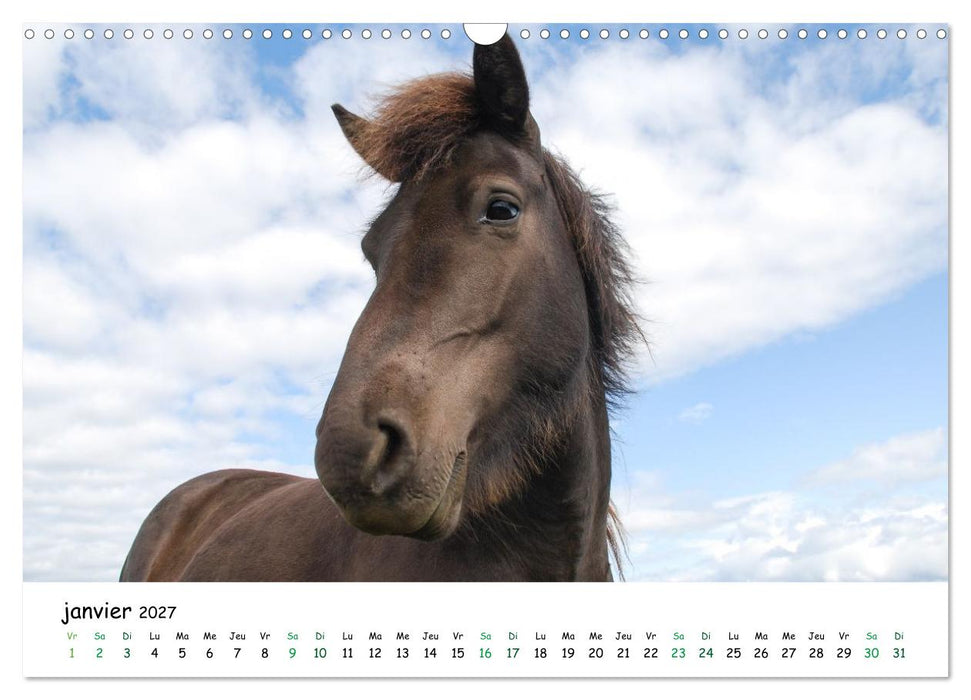 Le cheval islandais dans son environnement naturel (CALVENDO Calendrier mensuel 2027)