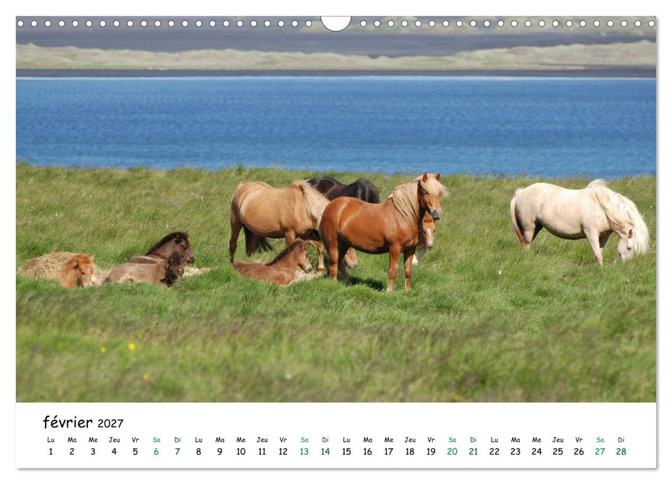 Le cheval islandais dans son environnement naturel (CALVENDO Calendrier mensuel 2027)
