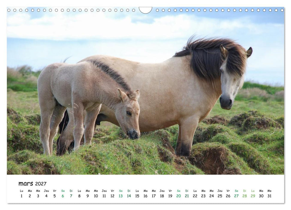 Le cheval islandais dans son environnement naturel (CALVENDO Calendrier mensuel 2027)