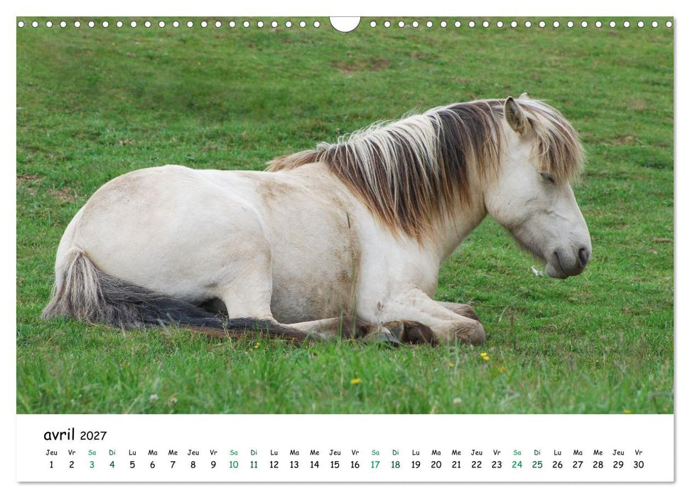 Le cheval islandais dans son environnement naturel (CALVENDO Calendrier mensuel 2027)