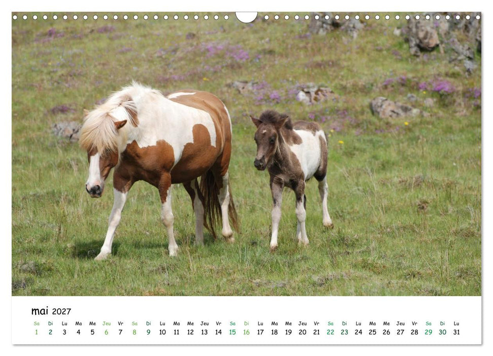 Le cheval islandais dans son environnement naturel (CALVENDO Calendrier mensuel 2027)