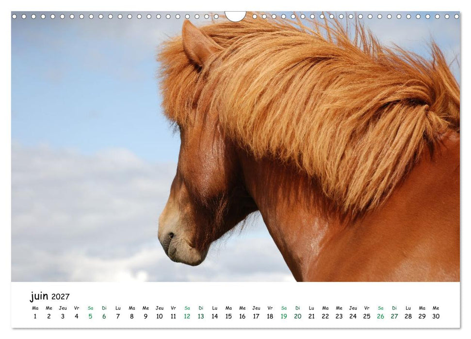 Le cheval islandais dans son environnement naturel (CALVENDO Calendrier mensuel 2027)