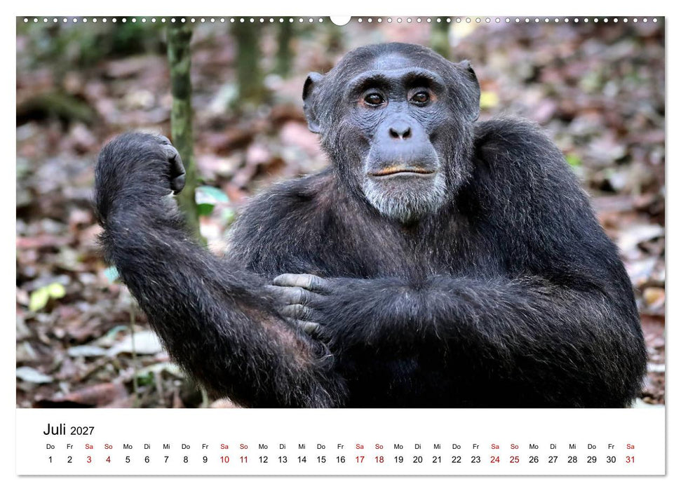 UGANDA - Berggorillas & Chimps (CALVENDO Premium Wandkalender 2027)