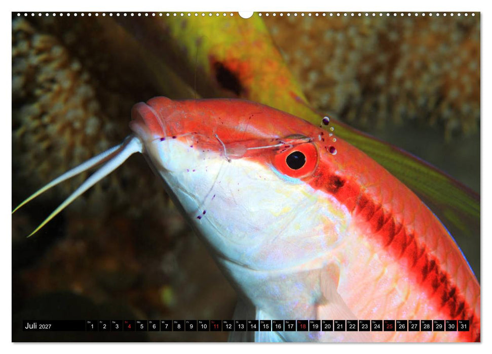 Rotes Meer Unterwasser (CALVENDO Premium Wandkalender 2027)