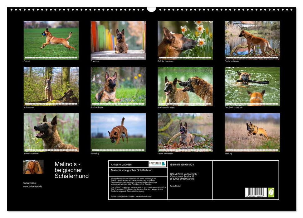 Malinois - belgischer Schäferhund (CALVENDO Wandkalender 2027)