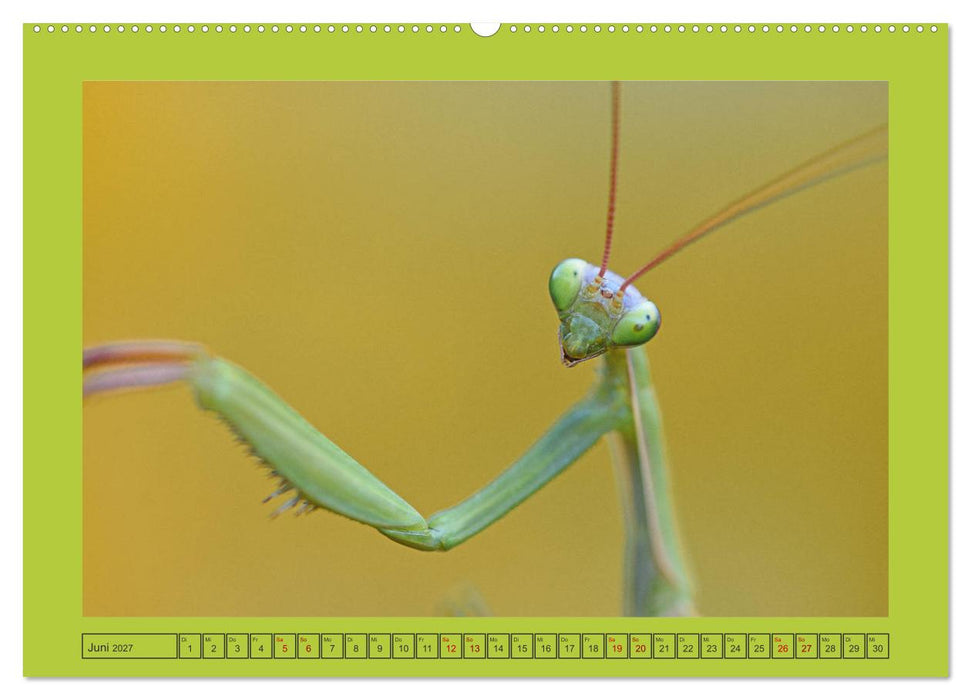 Die Gottesanbeterin Mantis Religiosa (CALVENDO Wandkalender 2027)