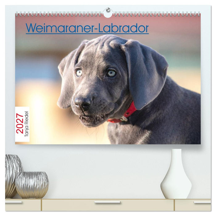 Weimaraner-Labrador (CALVENDO Premium Wandkalender 2027)