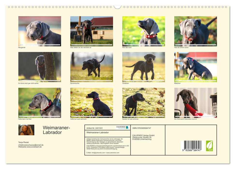 Weimaraner-Labrador (CALVENDO Premium Wandkalender 2027)