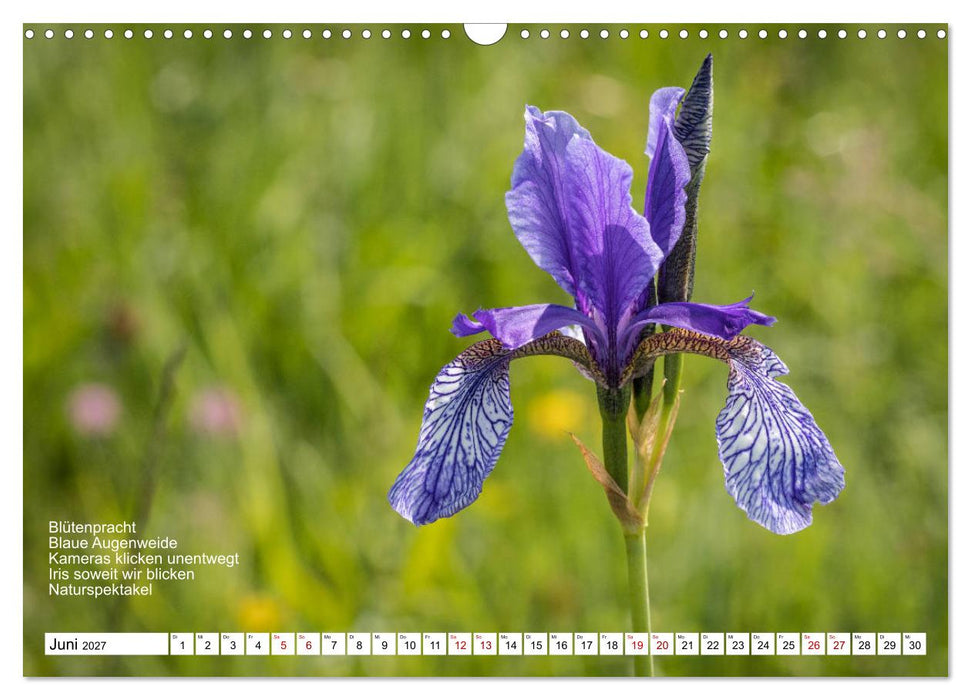 Mit Elfchen durch das Jahr (CALVENDO Wandkalender 2027)