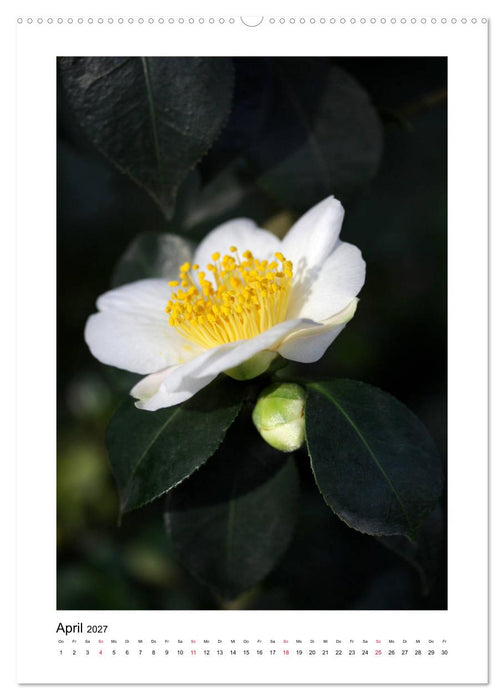 Poesie weißer Blüten (CALVENDO Wandkalender 2027)
