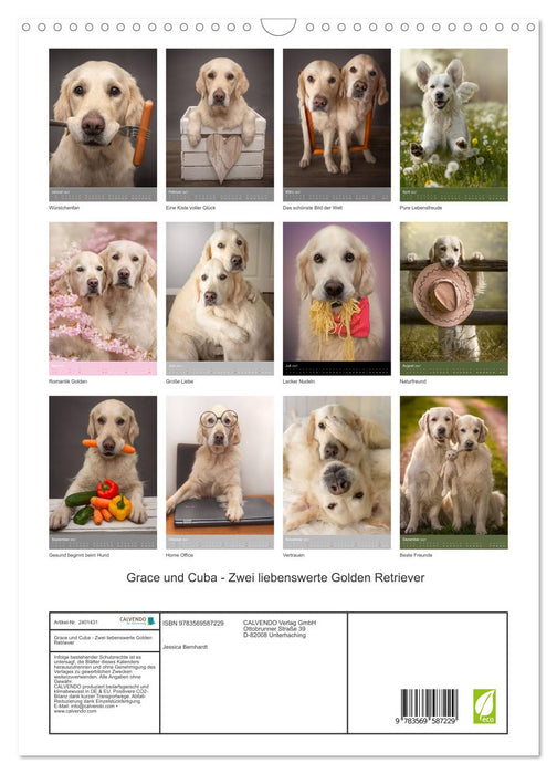 Grace und Cuba - Zwei liebenswerte Golden Retriever (CALVENDO Wandkalender 2027)