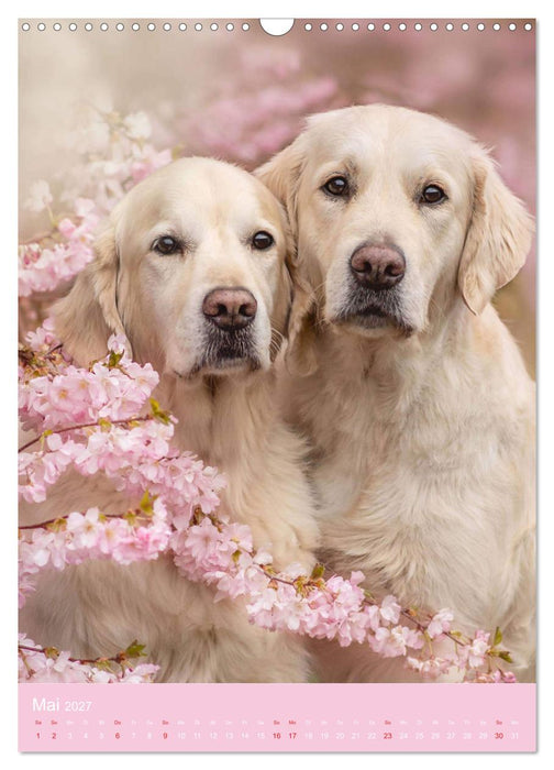Grace und Cuba - Zwei liebenswerte Golden Retriever (CALVENDO Wandkalender 2027)